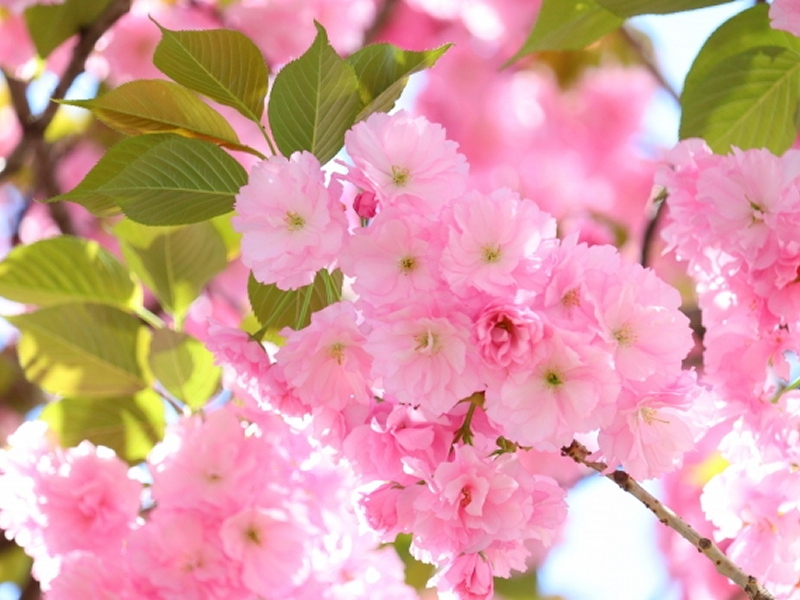 八重桜精油　桜精油　桜アブソリュート　八重桜アブソリュート　日本初　世界初